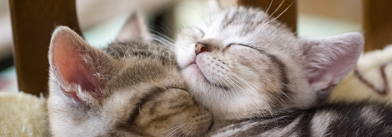 猫の飼育